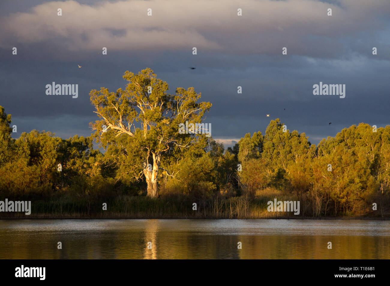 Paysage de rivière réfléchissant gumtrees dans la luminosité de l'après-midi Banque D'Images