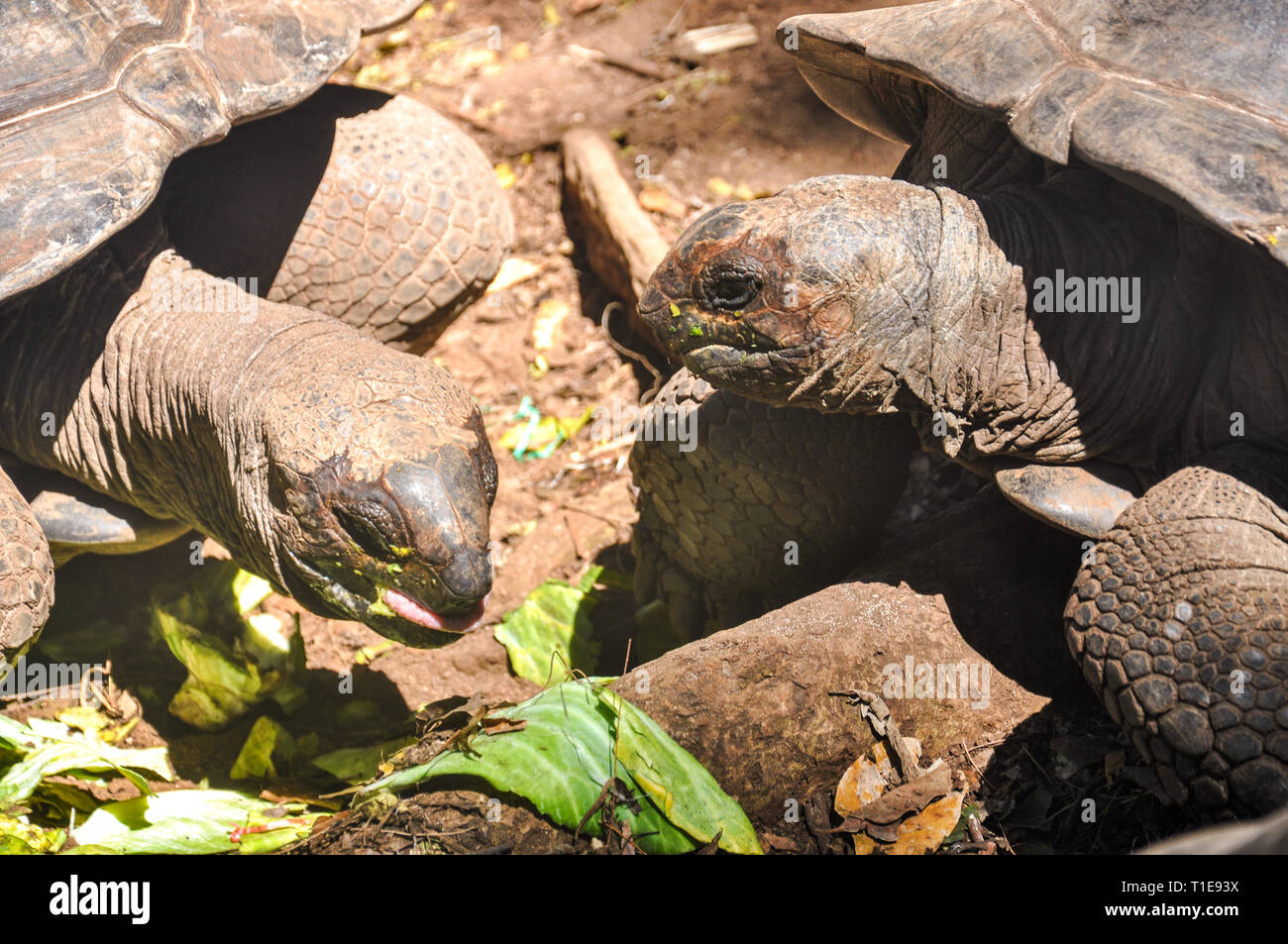 Tortue dans l'île de prison de forêt à Zanzibar, Tanzanie Banque D'Images