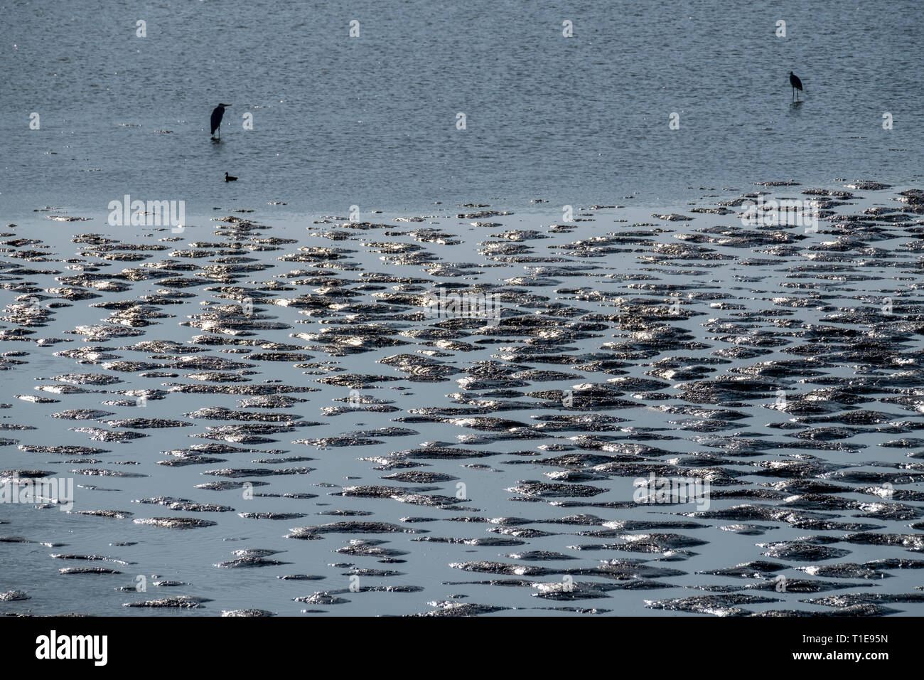 Un troupeau de hérons en quête de nourriture dans les eaux peu profondes de la mer de Galilée, Israël Banque D'Images