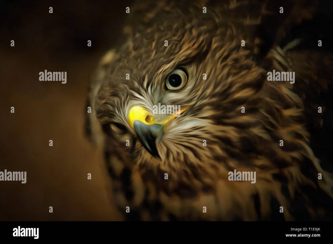 Chef de la buse - buzzard européenne - oiseau de proie Banque D'Images