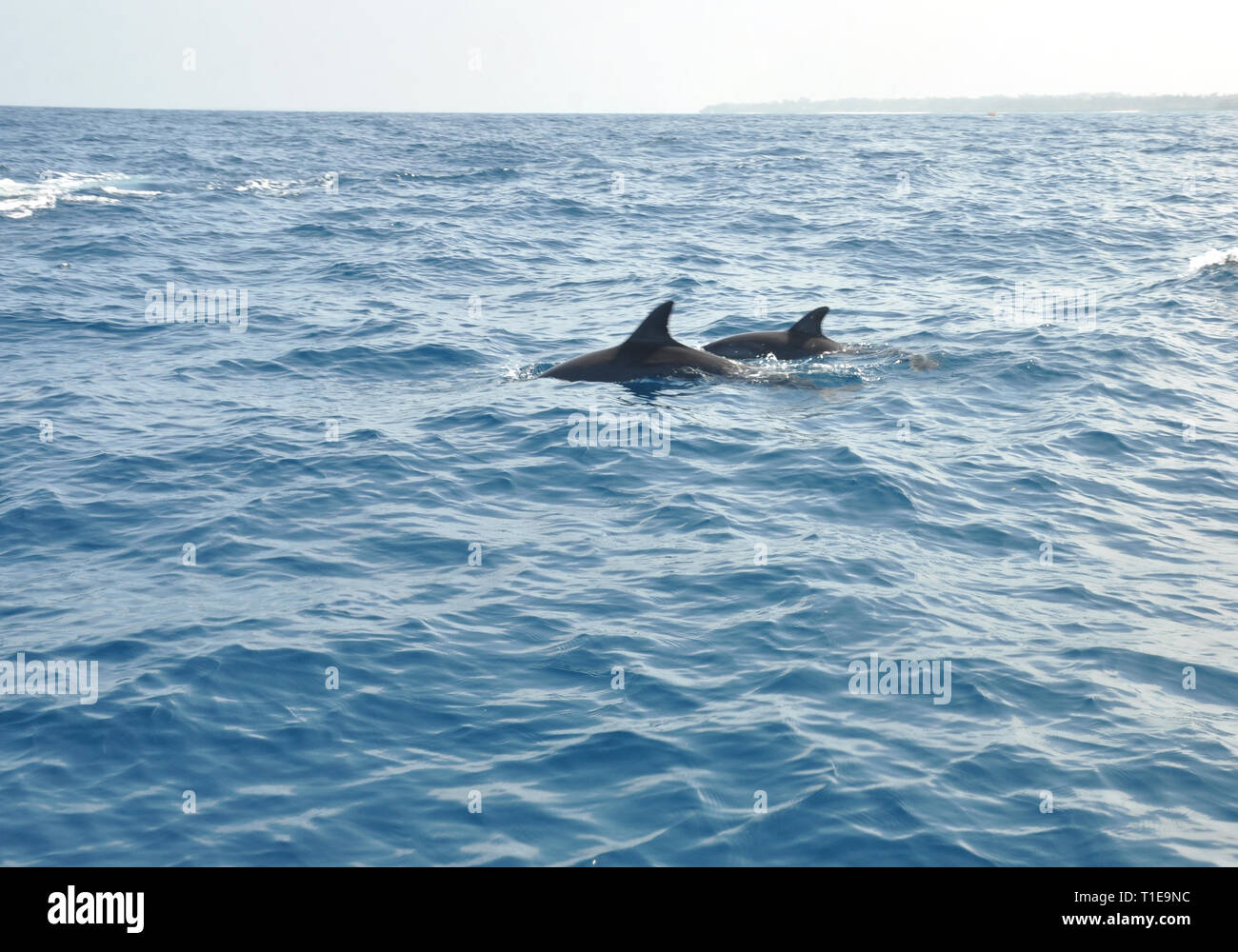 Les dauphins nager dans l'océan en Tanzanie , zanzibar Banque D'Images
