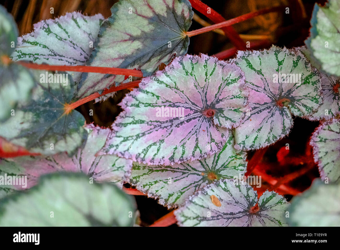 Gros plan de l'usine maison multi colored leafs Banque D'Images