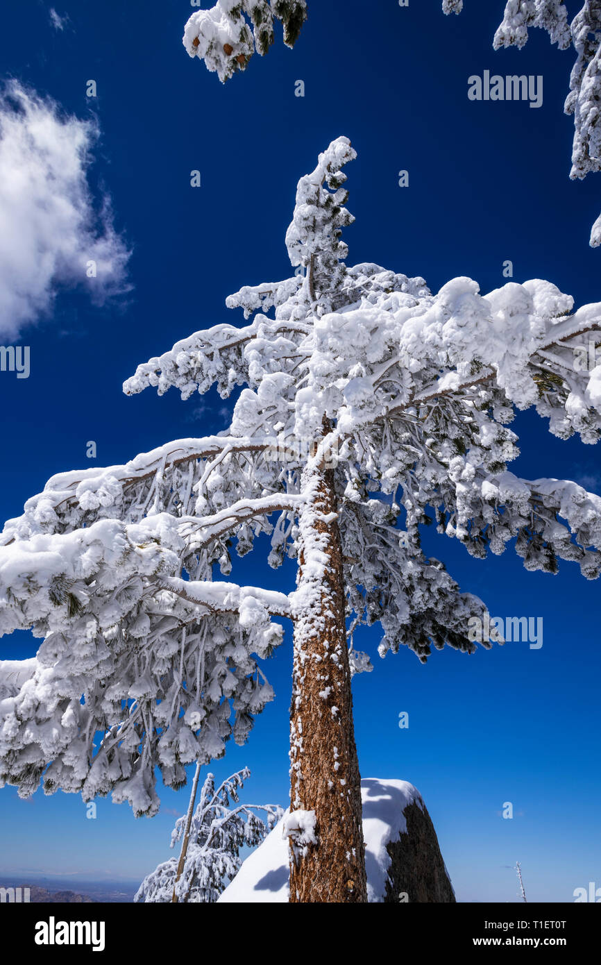 Le givre blanc sur les pins dans les montagnes de San Bernardino, forêt nationale de San Bernardino, California USA Banque D'Images