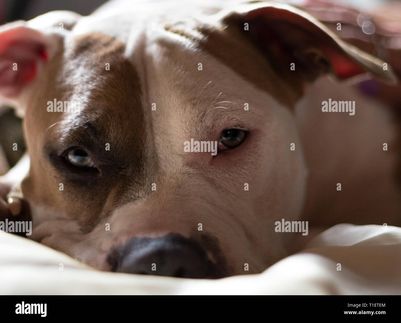 Un chien à tête plate mixte (American Staffordshire Pit Bull Terrier et American Pit Bull Terrier) (Canis lupus familiaris) est très somnolent. Banque D'Images