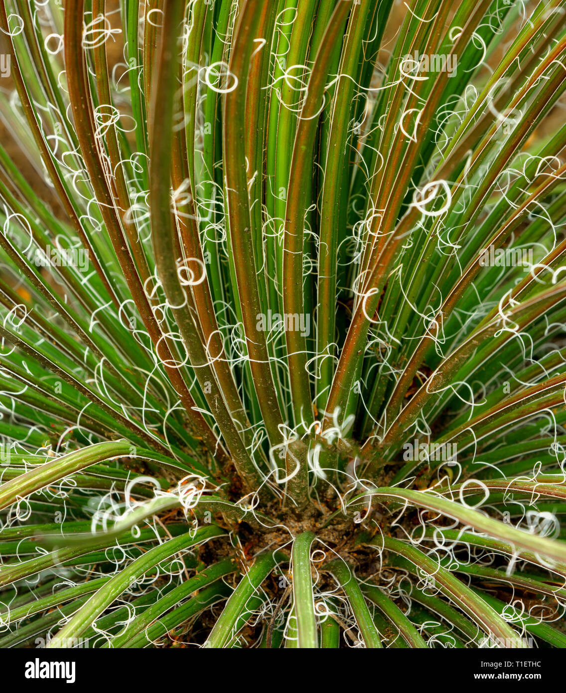 Plante d'agave (Agave) geminflora Moorten Botanical Garden. Palm Springs, Californie Banque D'Images