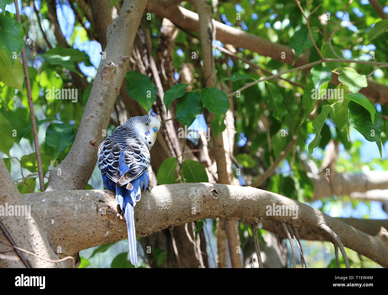 Un mâle bleu, budgie (Melopsittacus undulatus) perché sur une branche. Banque D'Images