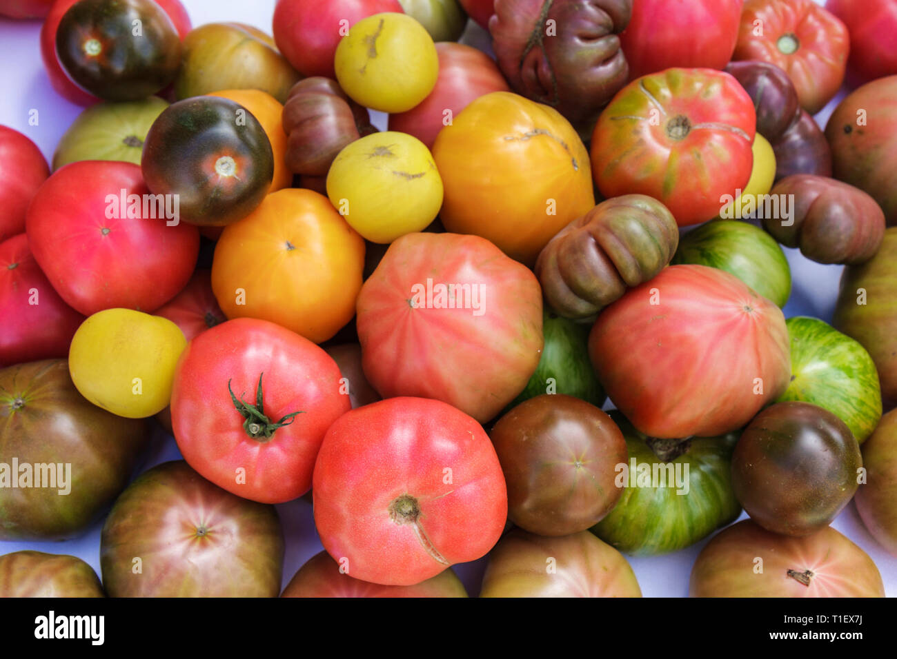 Miami Beach Florida,jardin botanique,visite,Miami Beach,jardins,horticulture,heirloom,patrimoine,tomate,tomates,fruits,rouge,violet,jaune,vert Banque D'Images
