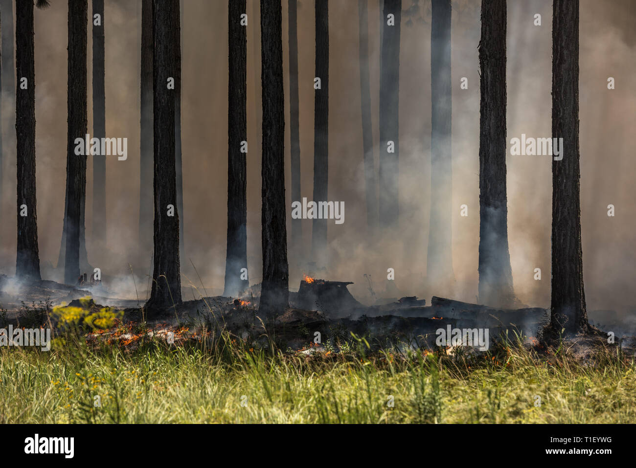 Feu de forêt, dans une forêt. Banque D'Images