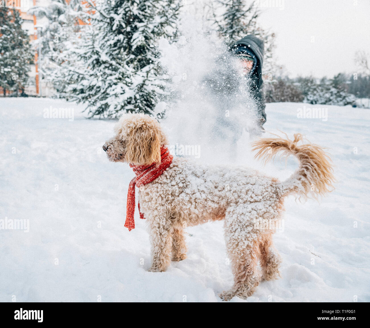 Snowball fight fun avec l'animal et son propriétaire dans la neige. Maison de vacances d'hiver de l'émotion. Flaque mignon le chien et l'homme de jouer et courir dans la forêt. Filtre Film Banque D'Images