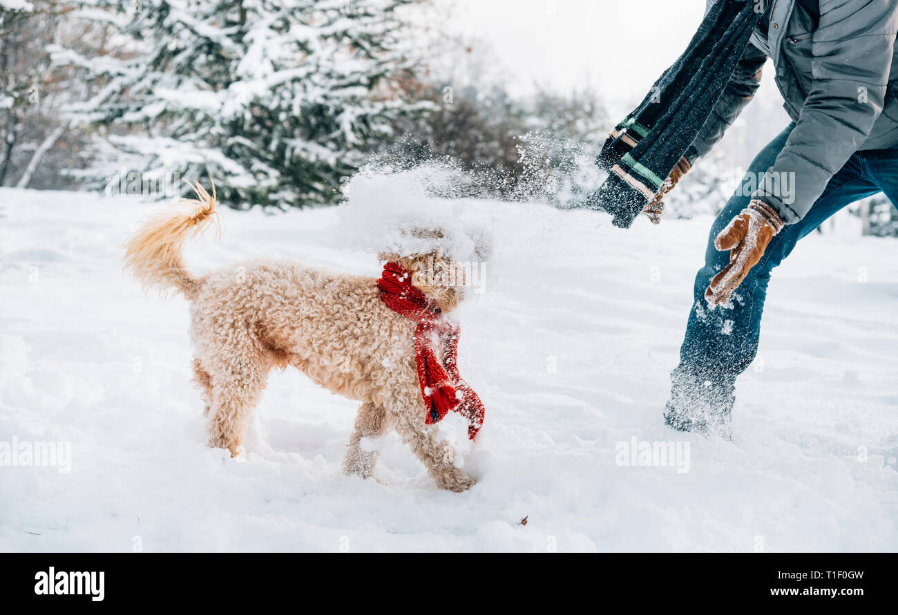 Snowball fight fun avec l'animal et son propriétaire dans la neige. Maison de vacances d'hiver de l'émotion. Flaque mignon le chien et l'homme de jouer et courir dans la forêt. Filtre Film Banque D'Images