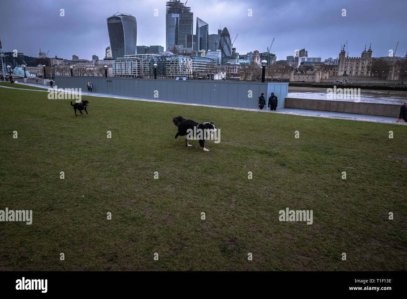 London, UK : deux chiens jouant et l'extraction d'une balle. Banque D'Images