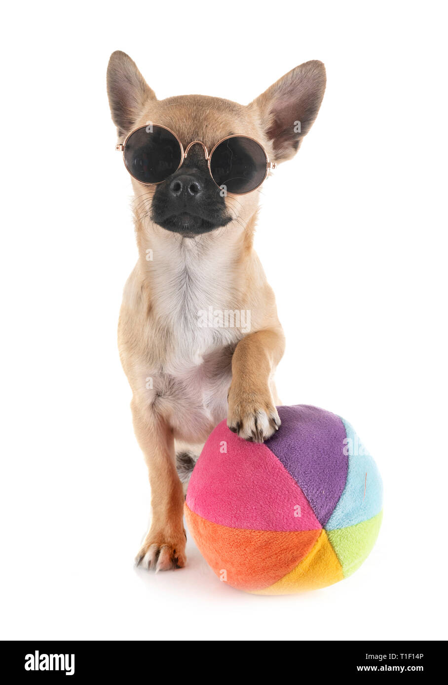 Peu chihuahua in front of white background Banque D'Images