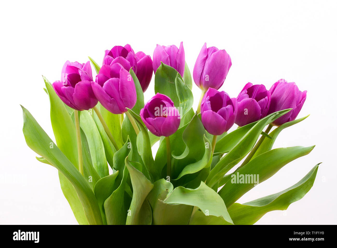 Tulipes violet frais Banque D'Images