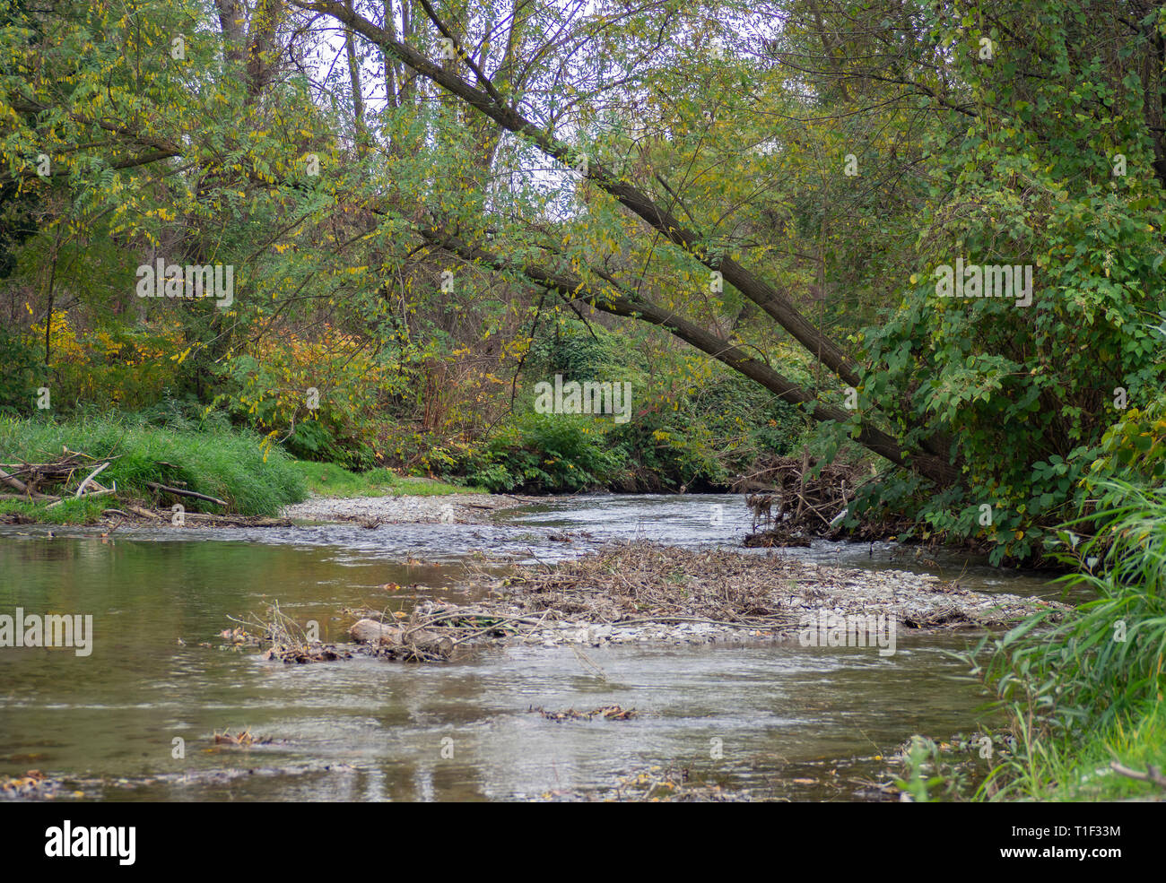 Ruisseau en forêt Banque D'Images