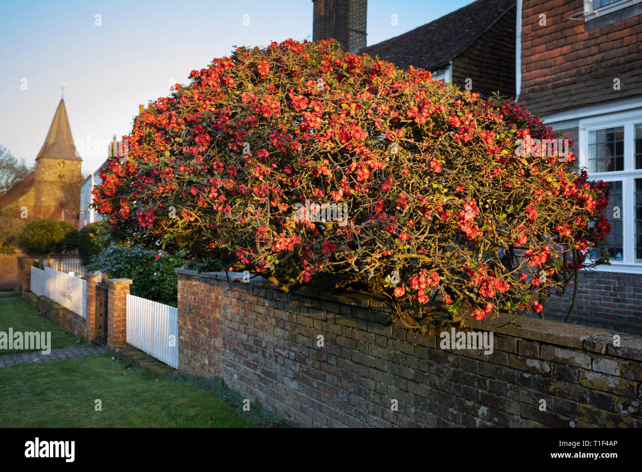 (Coing japonais de coings Maule, Chaenomeles japonica) poussant dans le jardin de village, East Sussex, Angleterre, Royaume-Uni, Europe Banque D'Images