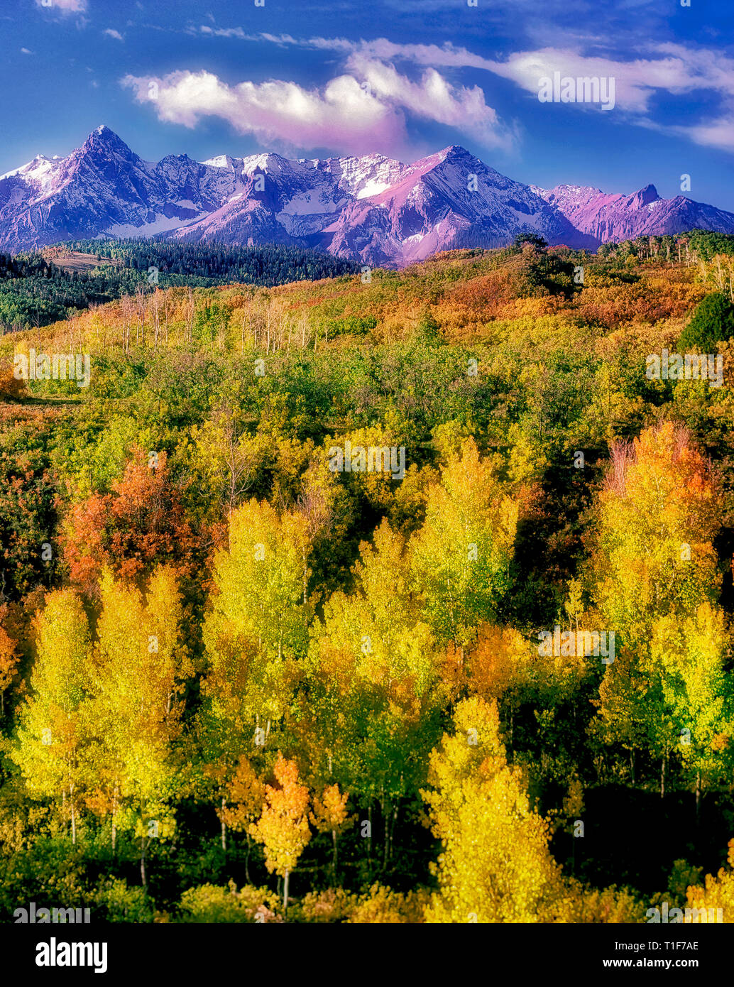 Les trembles dans la couleur de l'automne avec les montagnes de San Juan. Uncompahgre National forest, Colorado Banque D'Images