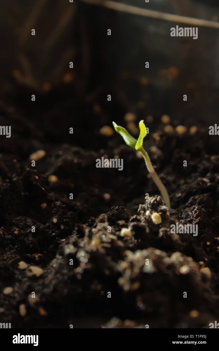 La croissance des semis. La croissance des plantes. plant de tomate en pleine croissance. La culture des semences. Banque D'Images