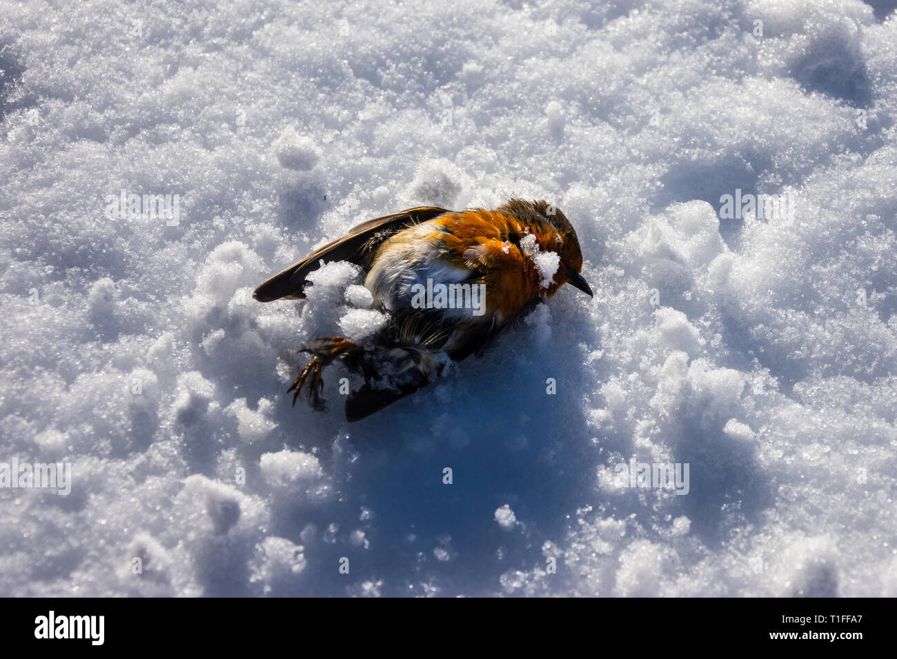 Un robin (erithacus rubecula aux abords) Décédé pendant une période d'un temps froid se trouve sur la neige avec un petit plus de diffusion c Banque D'Images