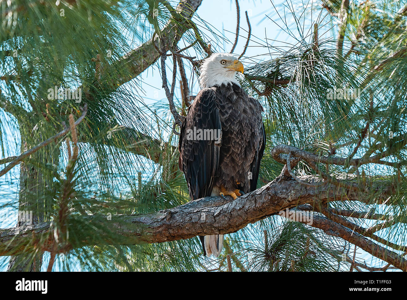 L'aigle chauve américain se percher dans les arbres de pins adultes dans le sud de la Floride, États-Unis. L'objet d'intérêt et d'arrière-plan flou légèrement pointu et non mise au point Banque D'Images