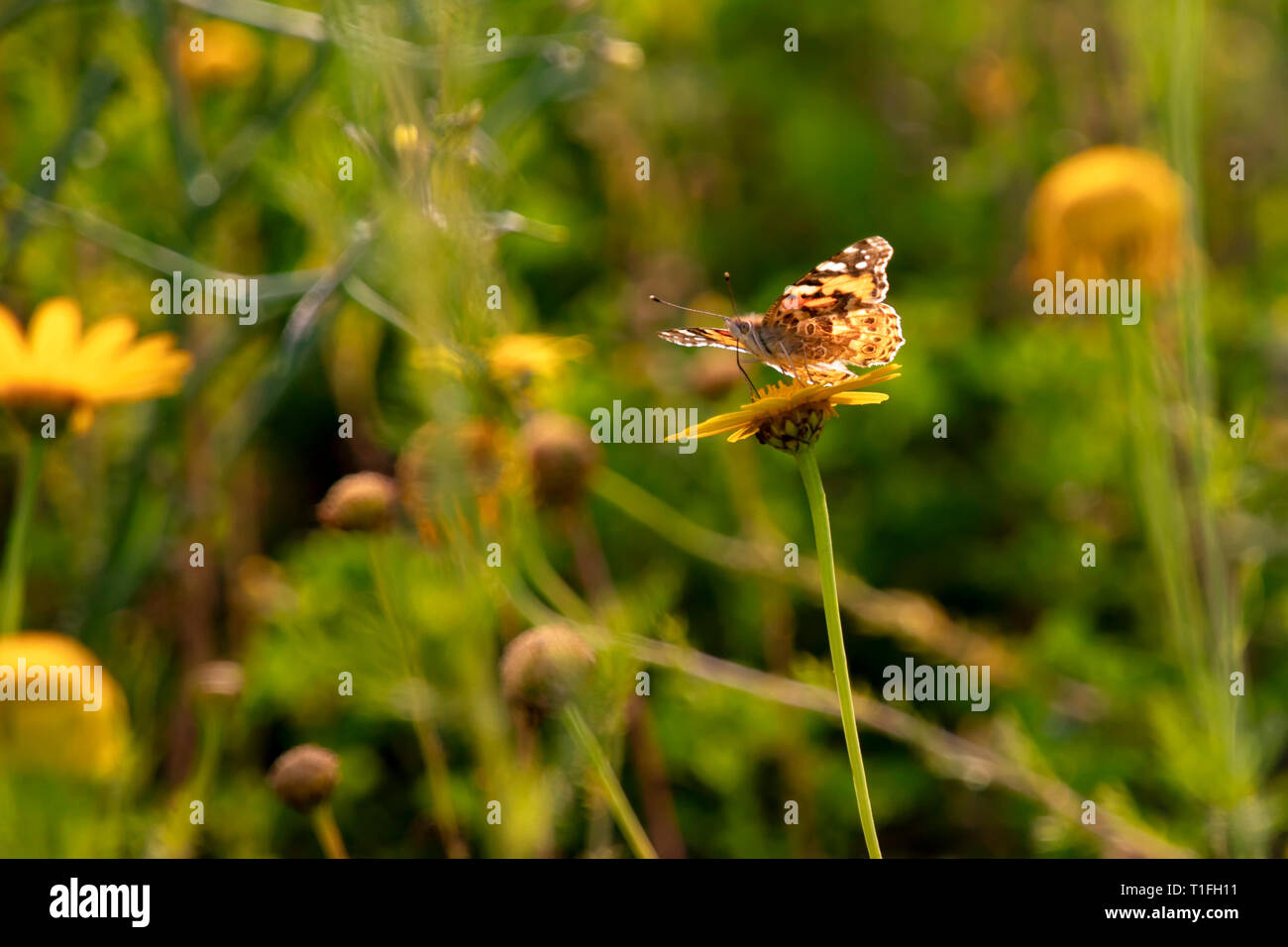 Vanessa cardui papillon assis sur une fleur de chrysanthème sauvage jaune rétro-éclairé au soleil pendant la migration de l'Afrique à l'Europe par Israël Banque D'Images