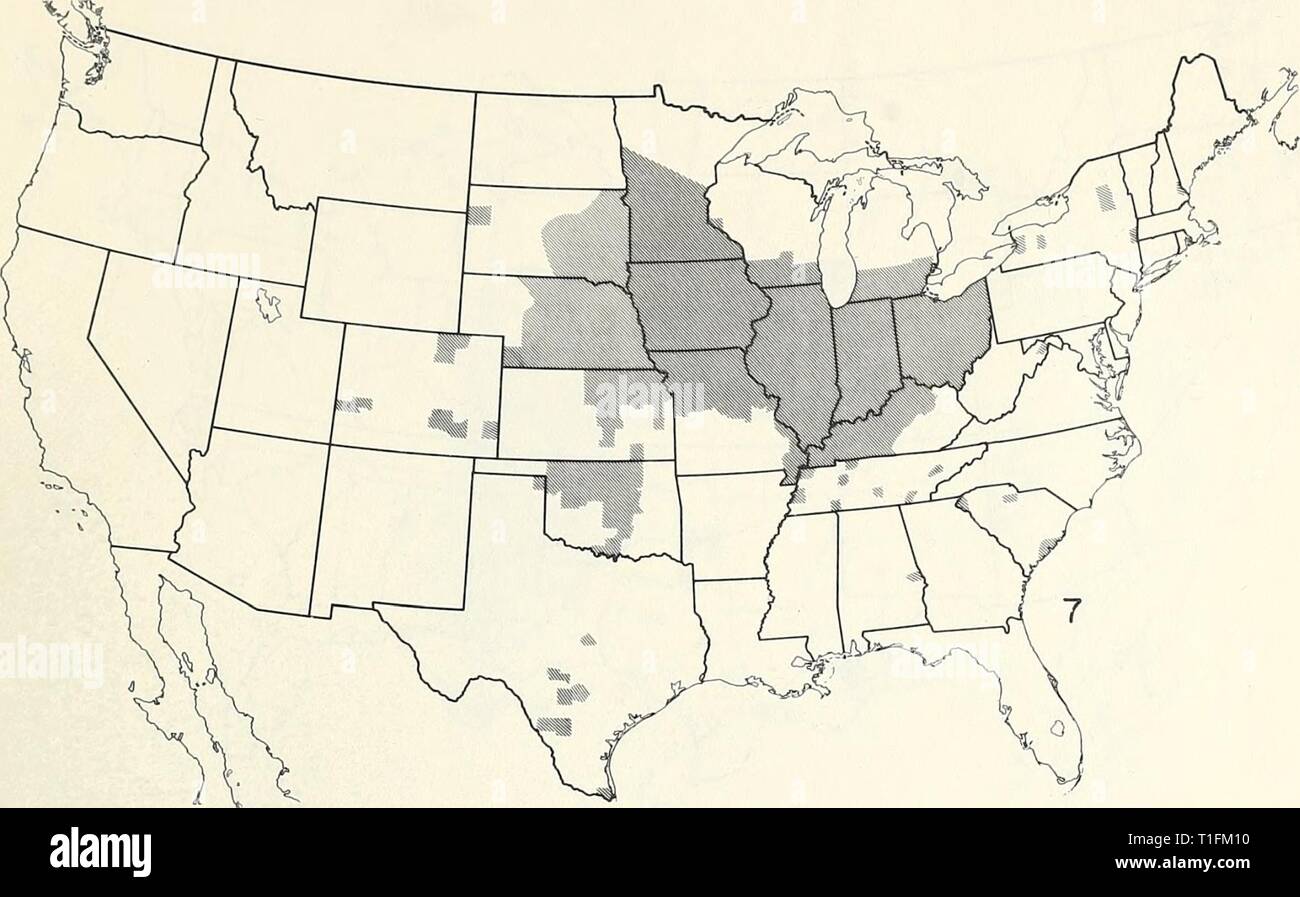 Cartes de répartition de certains insectes des cartes de répartition de certains insectes nuisibles dans l'United States distributionmaps Année : 1959 unité00- 5 - LES CÉRÉALES ET LES FOURRAGES Diabrotica longicornis (nord insectes Chrysomèles) Diabrotica undecimpunctata howardi (sud de la chrysomèle des racines) Banque D'Images