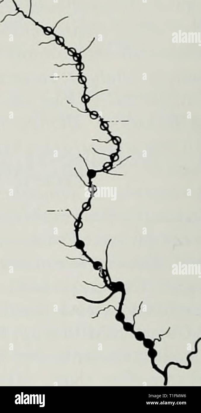 Un atlas de répartition de la distribution d'un atlas du Upper Mississippi River fishes distributionalat73smit Année : 1971 Polyodon spathula Lepisosteus osseus lepisosteus platostomus LEPISOSTEUS spatule Banque D'Images