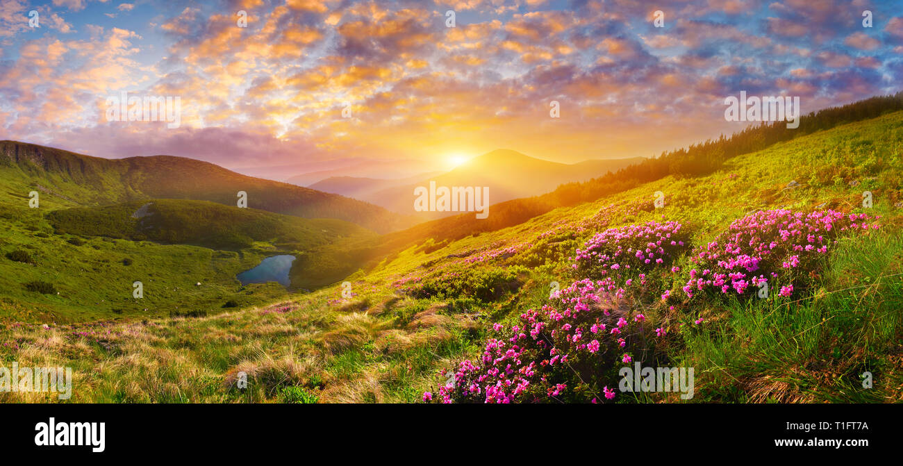 Alpine Floraison Fleurs Roses Et Soleil Levant Dans Les Highlands Paysage Avec Rose Fleur Rhododendron Sur Le Lac De Montagne Au Lever Du Soleil Photo Stock Alamy