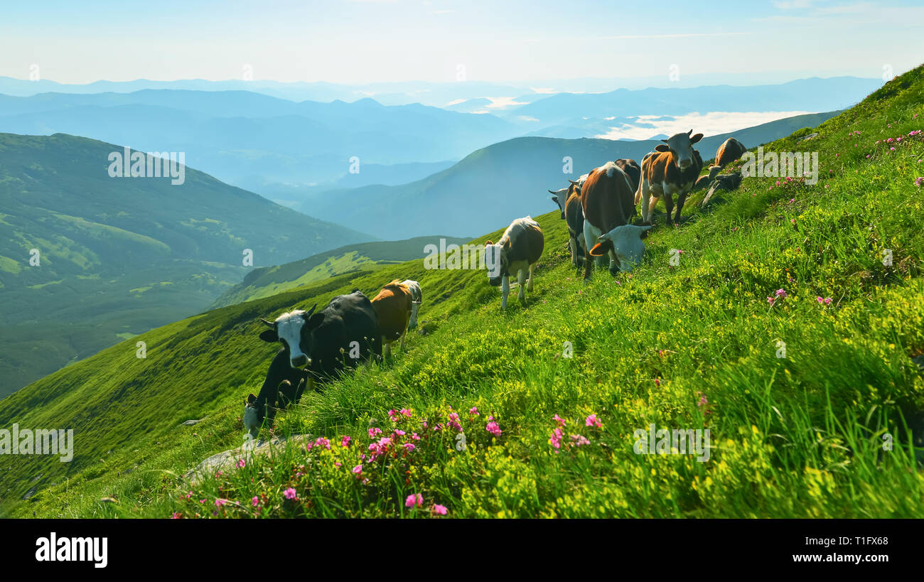 Les vaches sur pré alpin. Paysage d'été avec les mammifères marins et la floraison du rhododendron rose dans les highlands. Banque D'Images