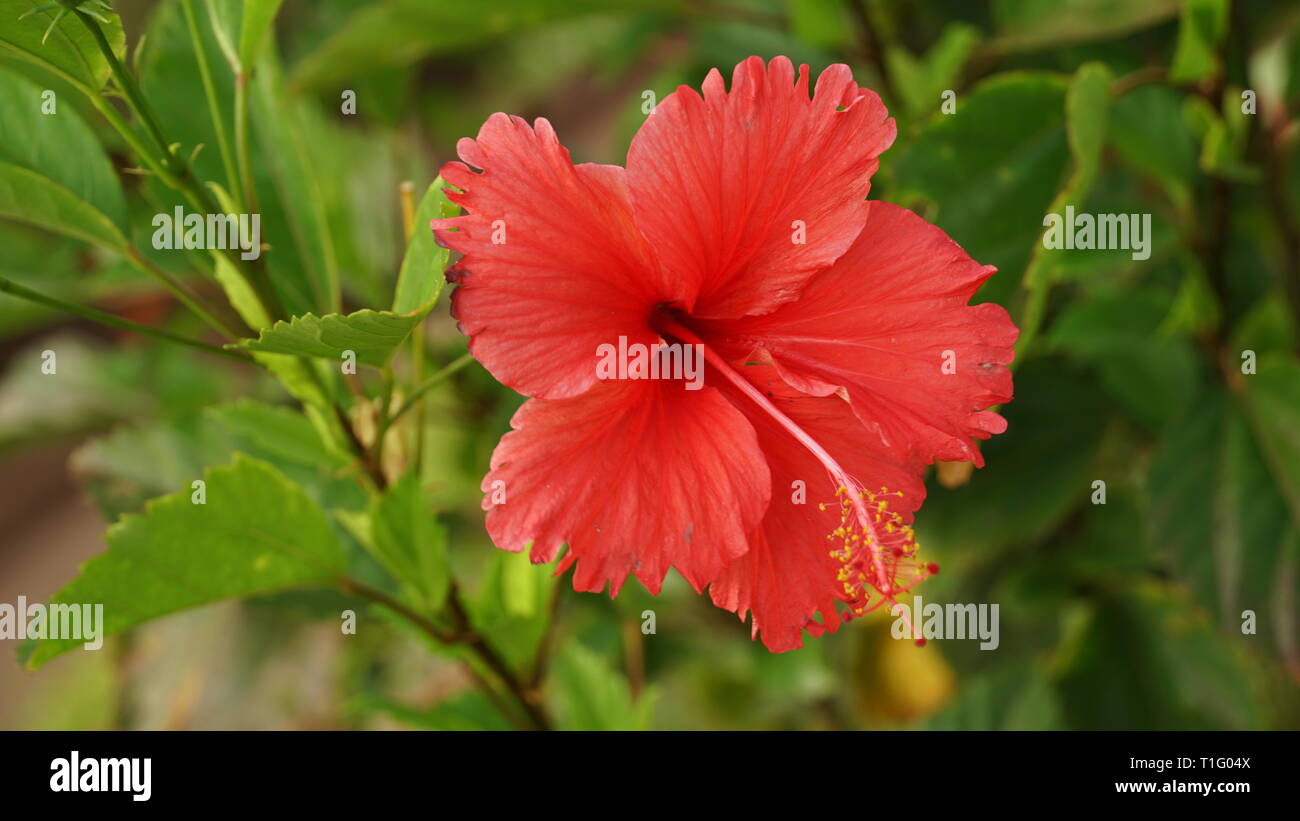 Fleur Hibiscus rosa-sinensis chine | Rose | ചെമ്പരത്തി Banque D'Images