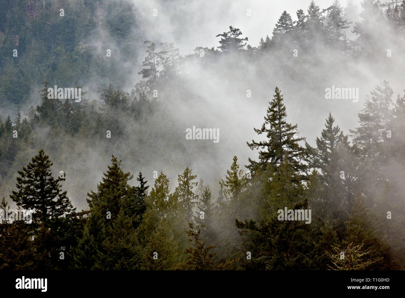 WA06519-00...WASHINGTON - Le Brouillard et forêt en Moran State Park sur l'île Orcas. Banque D'Images