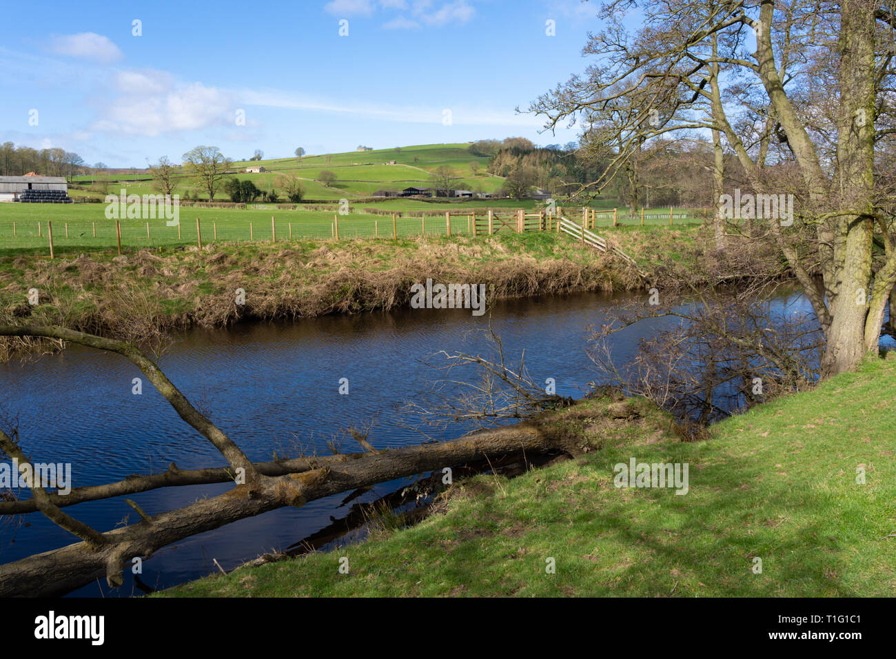 Arbre déchu au bord de la rivière sur un sentier de campagne, Niddover, North Yorkshire, Angleterre, Royaume-Uni. Banque D'Images