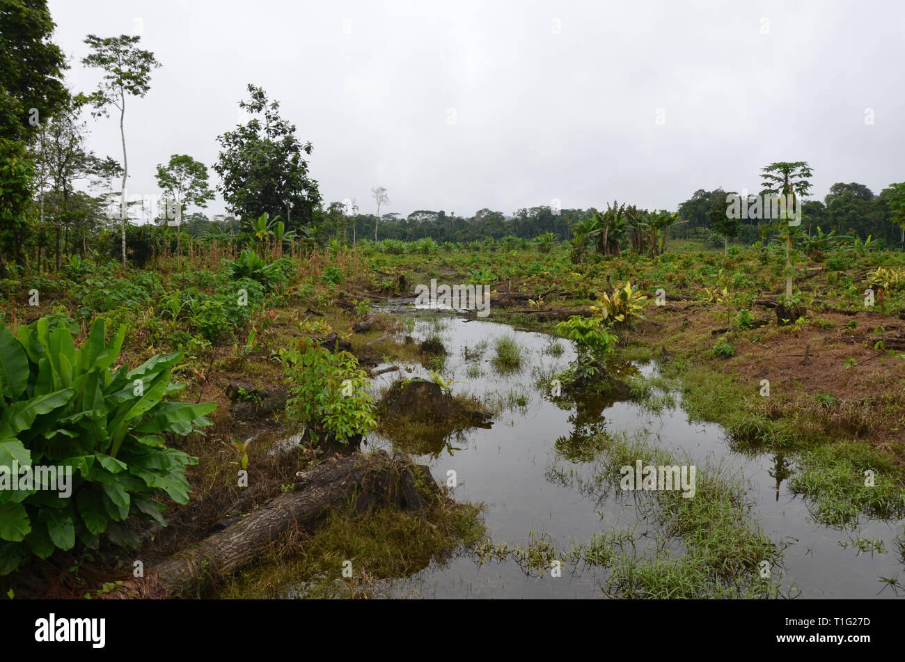 Rainforest Jungle Équateur Banque D'Images