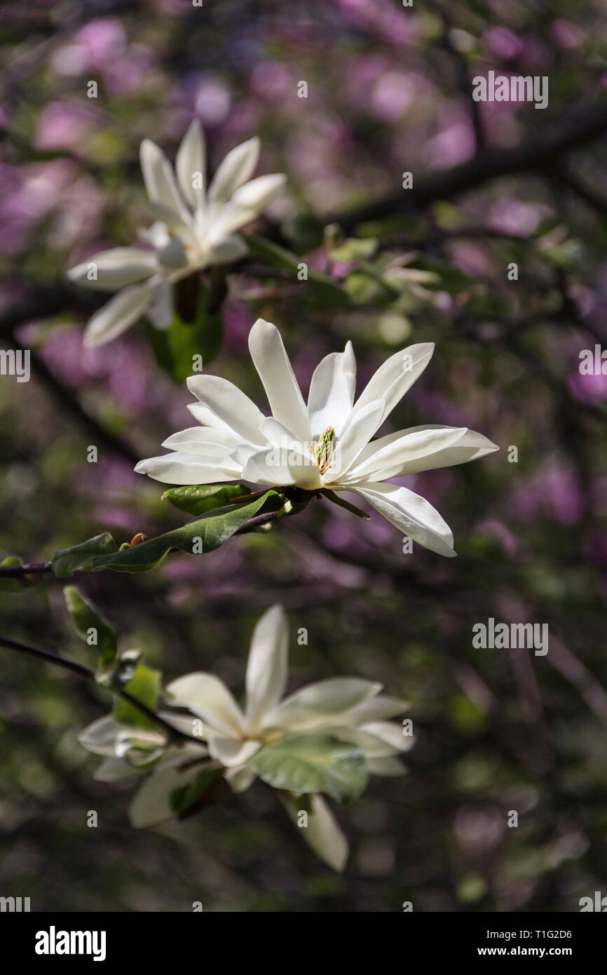 Belle magnolia dans le jardin crée une bonne humeur Banque D'Images