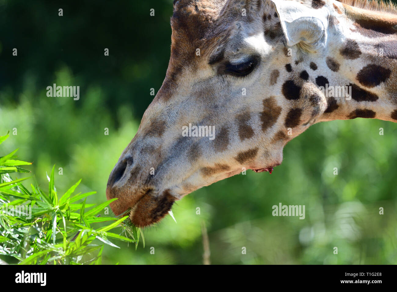 Head shot of a kordofan Girafe (Giraffa camelopardalis antiquorum) manger les feuilles Banque D'Images