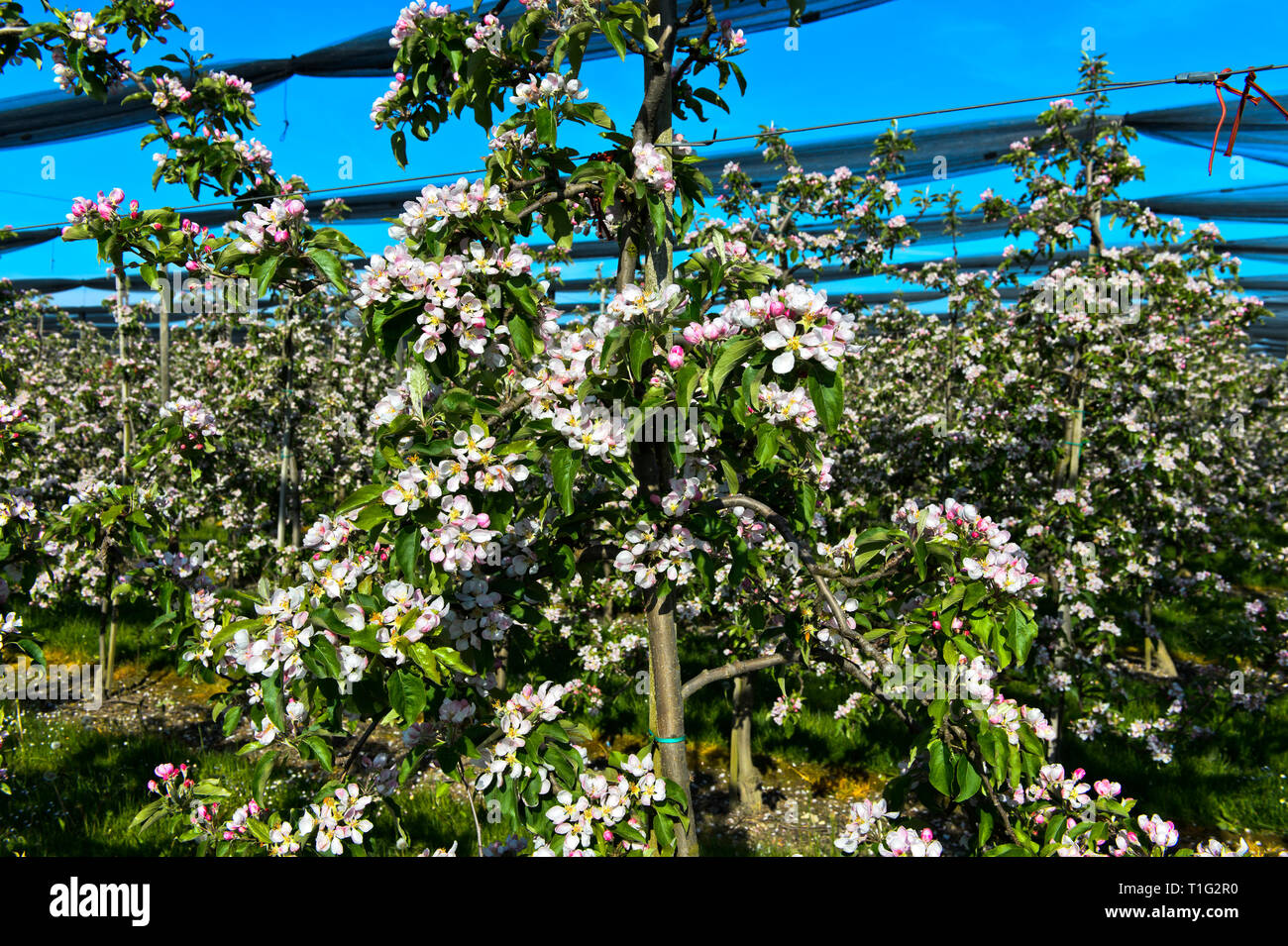 Blossoming apple trees en demi-arbre standard culture, canton de Thurgovie, Suisse Banque D'Images