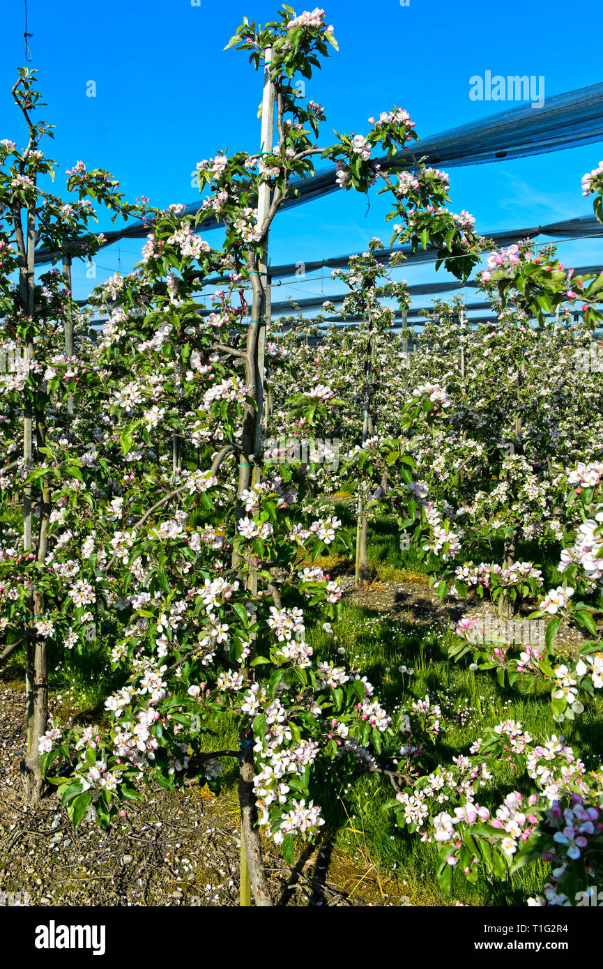 Blossoming apple trees en demi-arbre standard culture, canton de Thurgovie, Suisse Banque D'Images