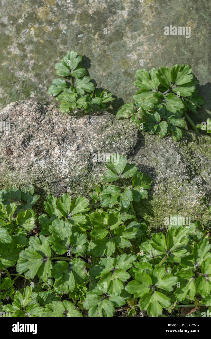 Feuillage les feuilles de la renoncule rampante Ranunculus repens / croître autour de la pierre. Menace pour les jardiniers et les agriculteurs. Banque D'Images