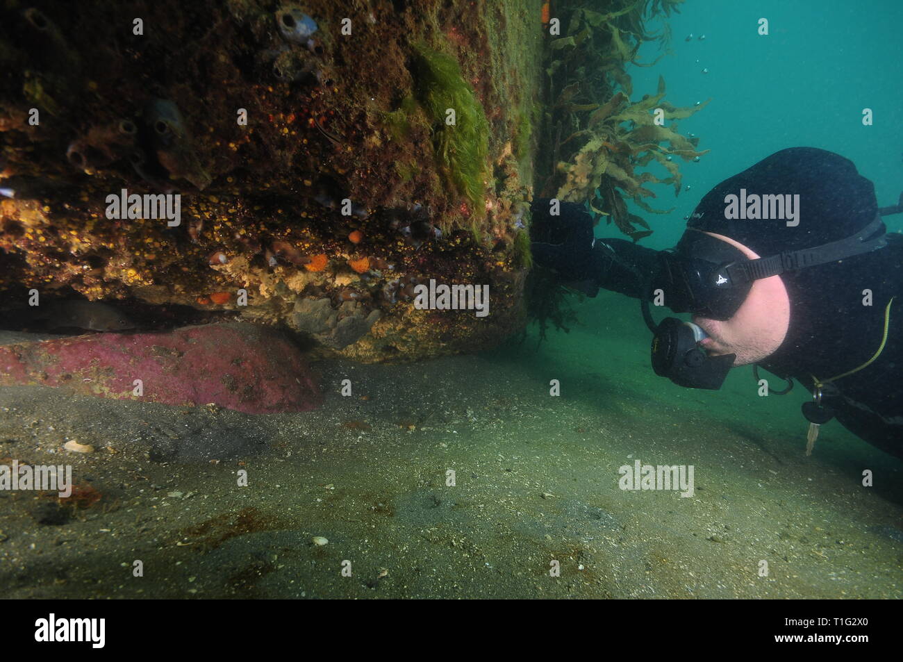 Scuba Diver en combinaison noire couverte de dépassement d'invertébrés colorés dans l'ombre sous la paroi verticale. Banque D'Images