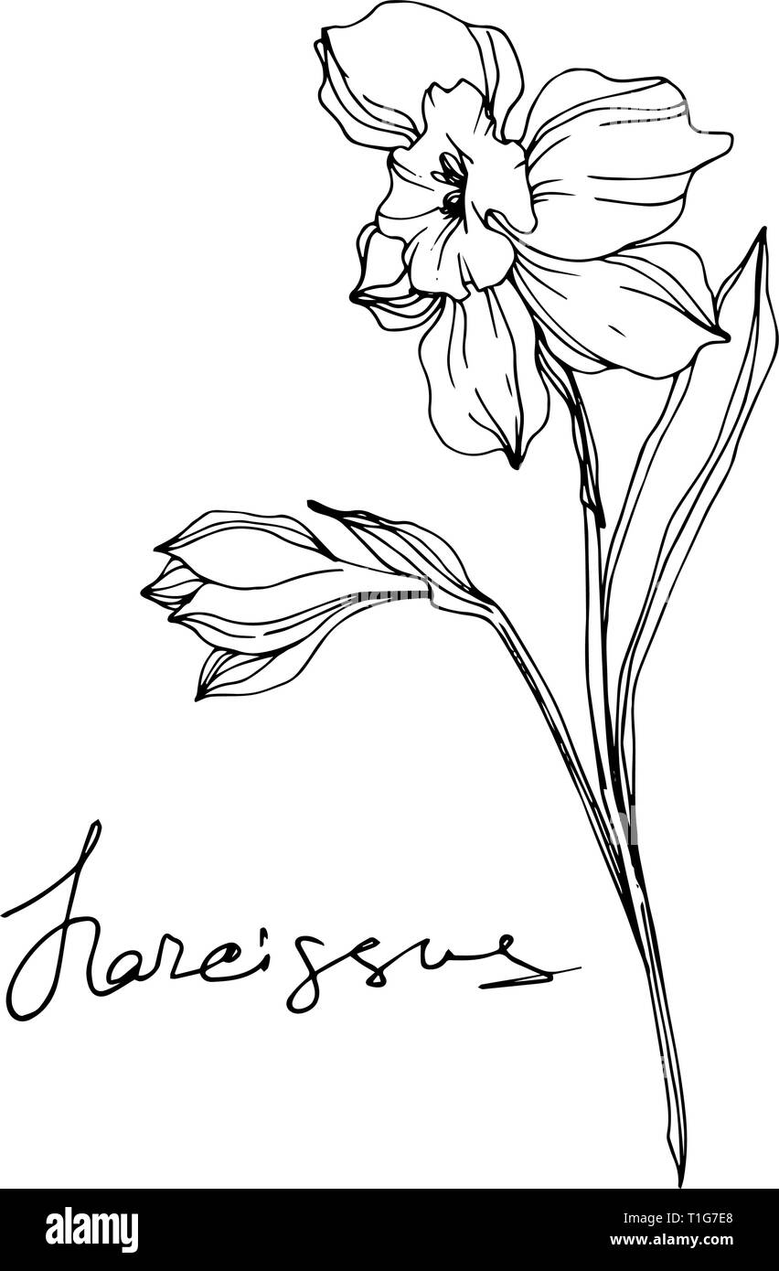 Vector floral fleur Narcisse botanique. Lame de ressort sauvages isolés de fleurs sauvages. Gravée en noir et blanc art encre illustration narcisse isolés elem Illustration de Vecteur