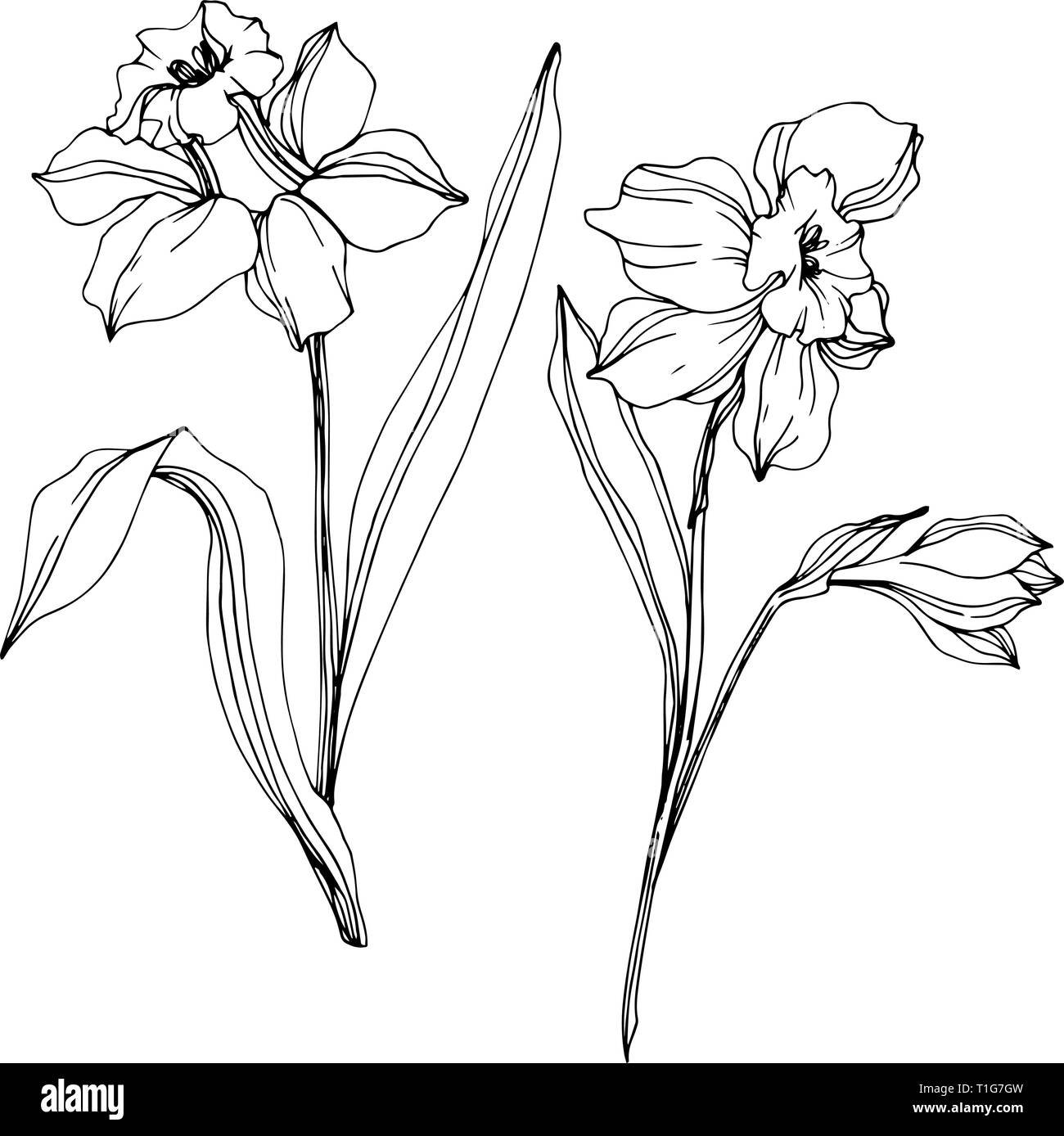 Vector floral fleur Narcisse botanique. Lame de ressort sauvages isolés de fleurs sauvages. Gravée en noir et blanc art encre illustration narcisse isolés elem Illustration de Vecteur
