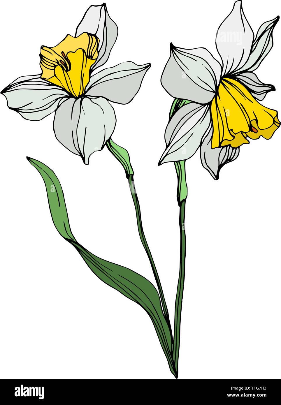 Vector floral fleur narcisse blanc botanique. Lame de ressort sauvages isolés de fleurs sauvages. L'art d'encre gravée illustration sur l'élément isolé narcisse whi Illustration de Vecteur