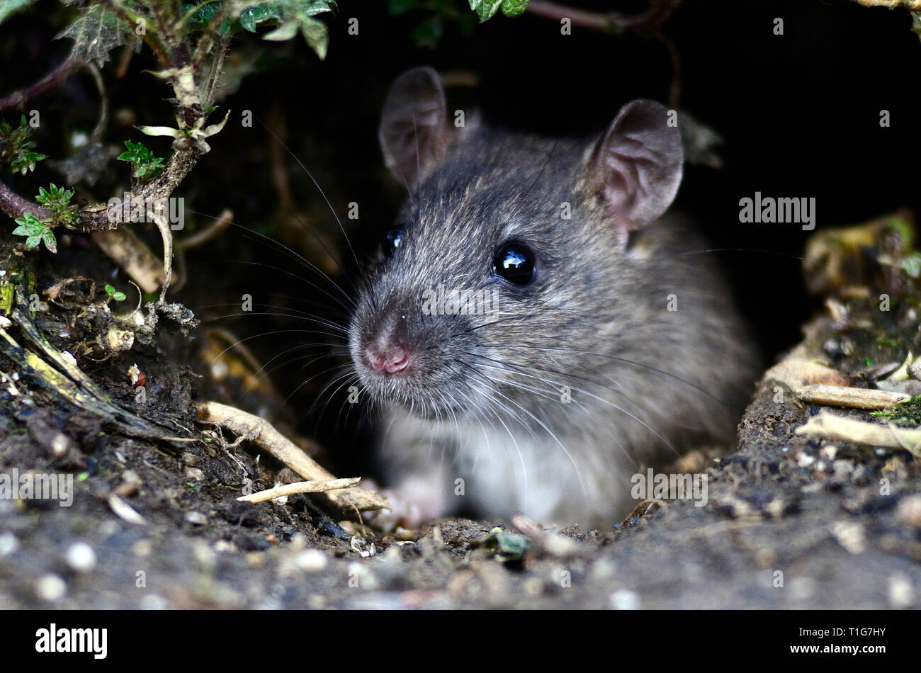 rat brun Banque D'Images
