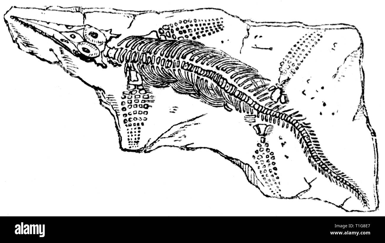 Couper du bois gravé, illustration tirée de "Le Trésor de l'Histoire Naturelle" par Samuel Maunder, publié 1848 Banque D'Images