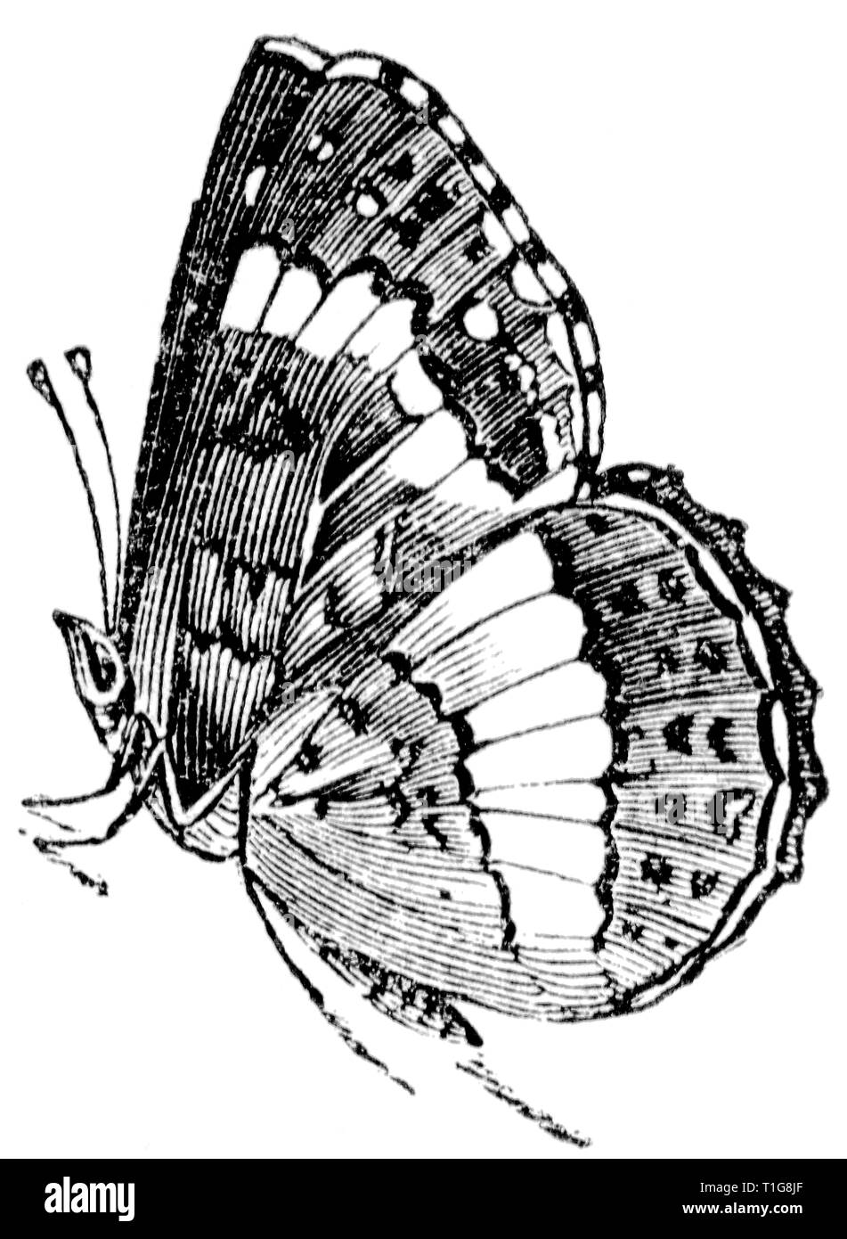 Couper du bois gravé, illustration tirée de "Le Trésor de l'Histoire Naturelle" par Samuel Maunder, publié 1848 Banque D'Images