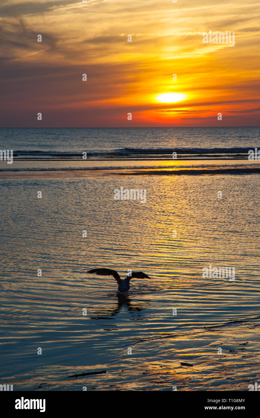 Coucher du soleil doré sur une plage de la mer du Nord Banque D'Images