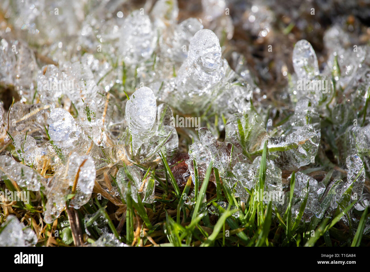 Herbe gelée. La glace se forme close up. La fonte sol au printemps soleil. Fond printemps bio. Banque D'Images