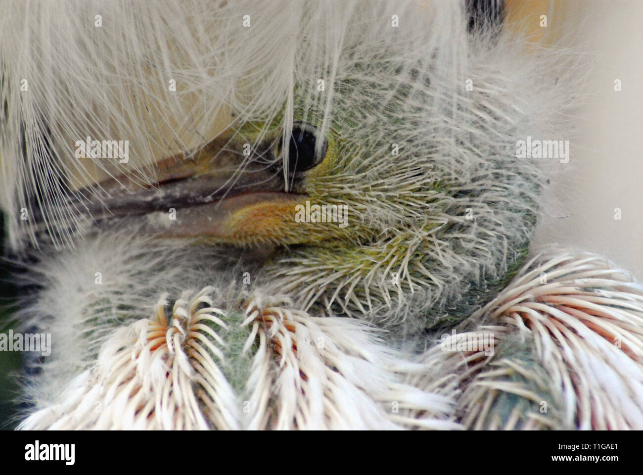 Close up d'un bébé sauvage nouvellement éclos Aigrette neigeuse se blottit dans ses mères blanc duveteux plumes. Photographié dans les Everglades de Floride, USA. Banque D'Images
