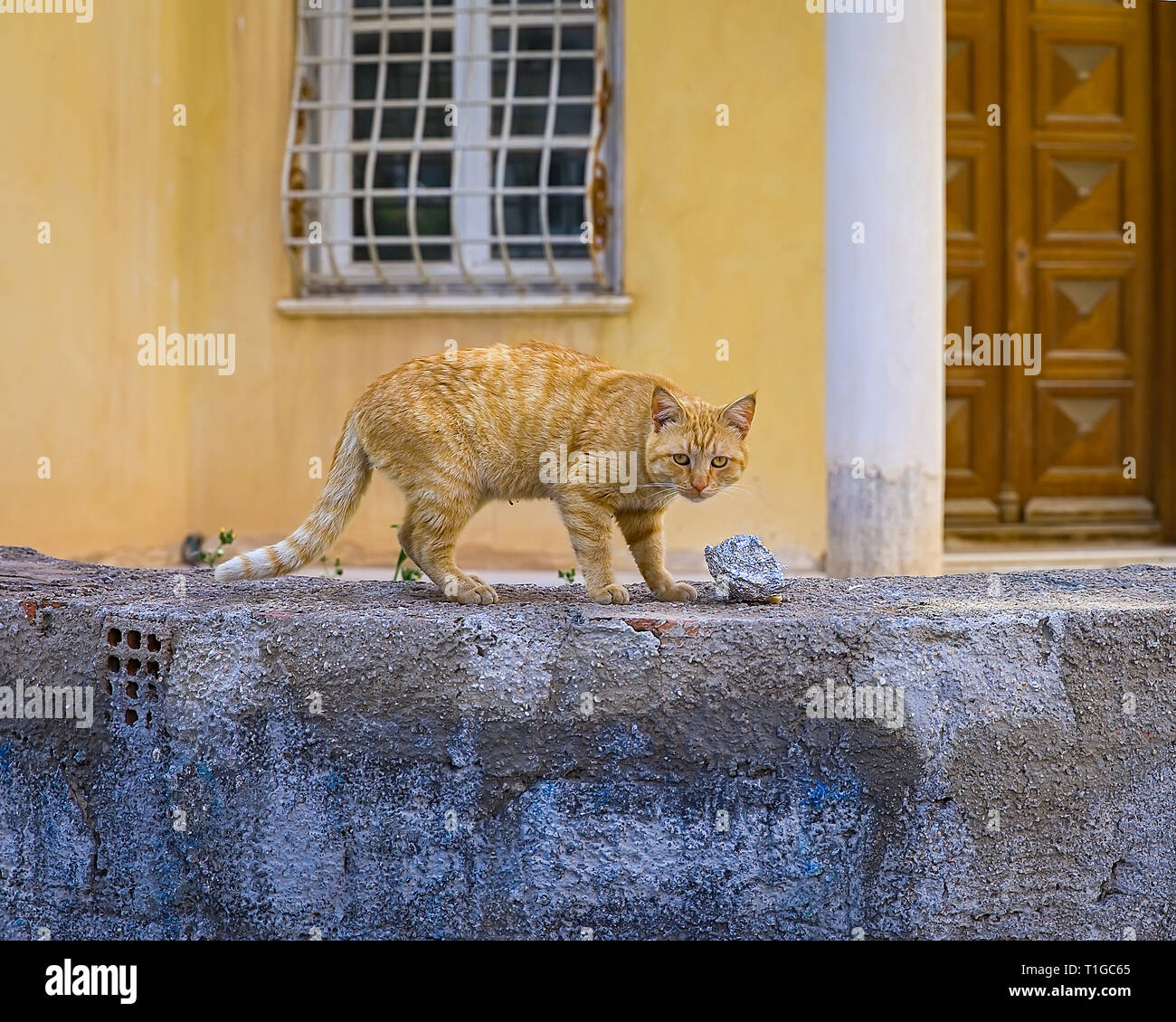 Chat orange à la recherche de nourriture dans une boîte d'aluminium sur le mur de la ville. Image Banque D'Images