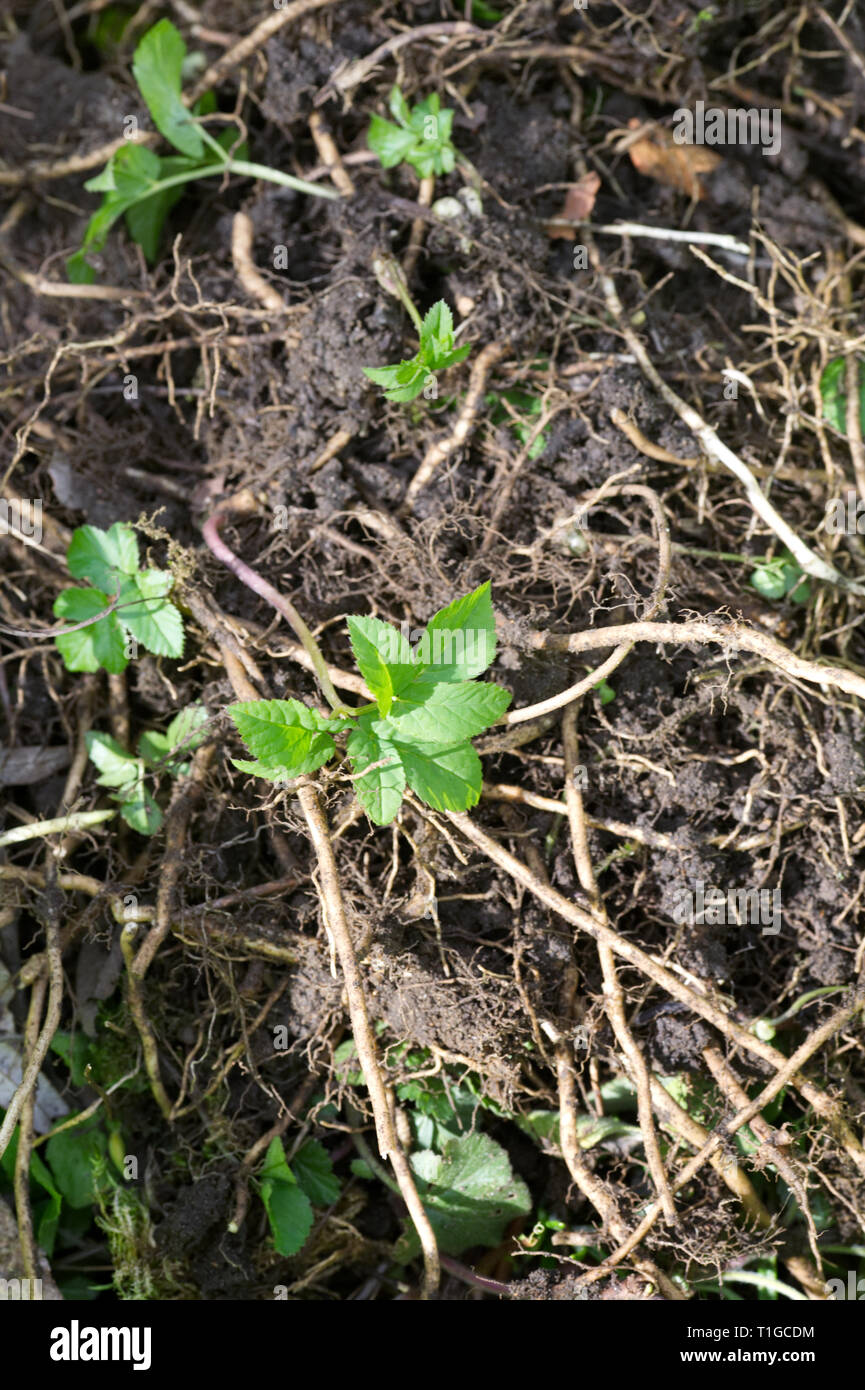 Aegopodium podagraria. Mauvaises herbes supprimées de l'aîné au sol le sol. Banque D'Images