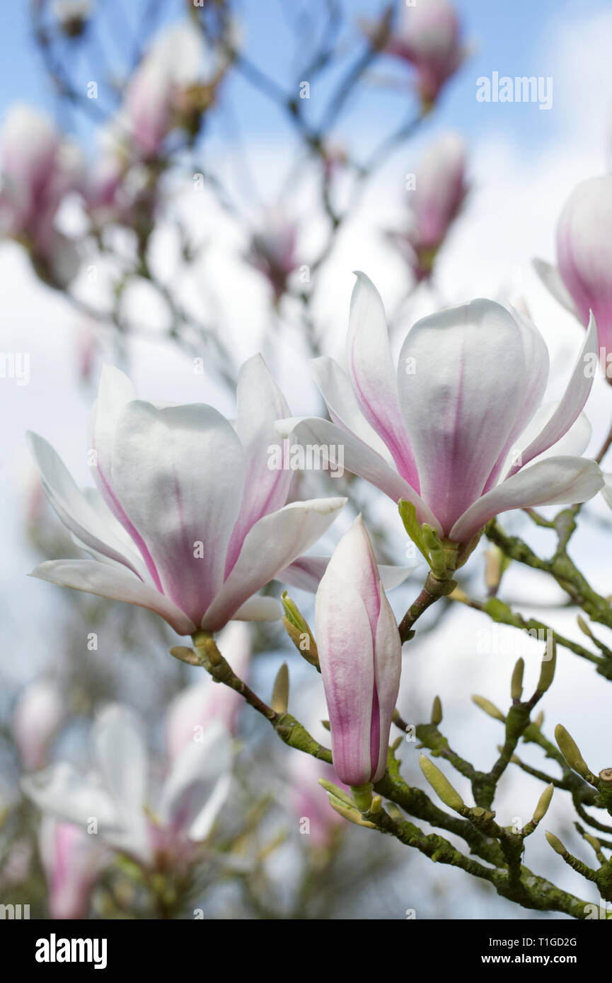 Fleur de Magnolia au printemps. Banque D'Images